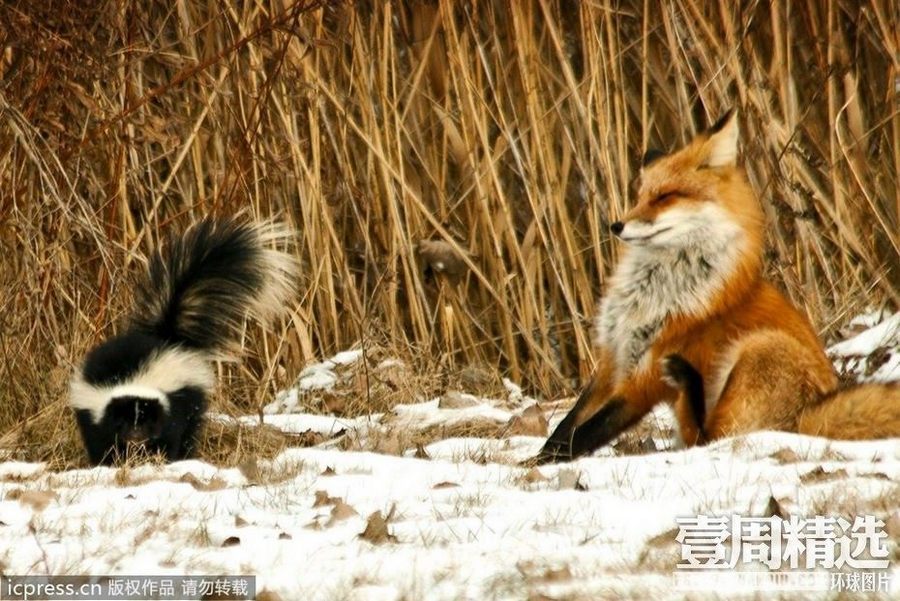 30 избранных фотографий за предыдущую неделю на веб-сайте «Хуаньцю»