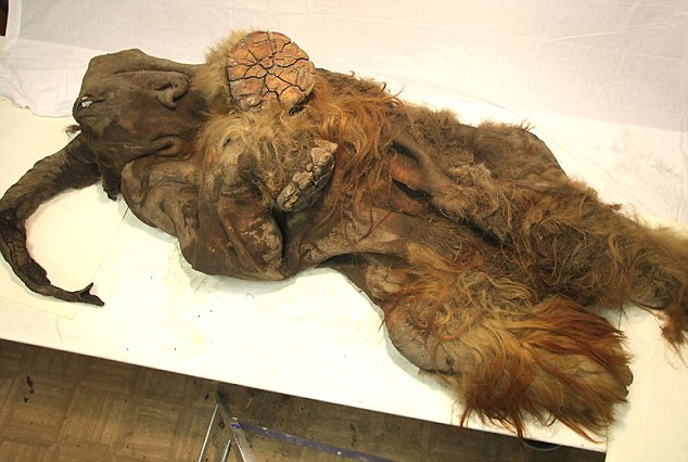 По сообщению британской газеты «Daily Mail» от 4 апреля, на днях в Якутии нашли мамонтенка, пролежавшего в вечной мерзлоте около 10000 лет.