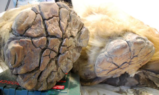 По сообщению британской газеты «Daily Mail» от 4 апреля, на днях в Якутии нашли мамонтенка, пролежавшего в вечной мерзлоте около 10000 лет.