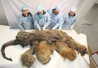 В Якутии найден мамонтенок, которому 10000 лет