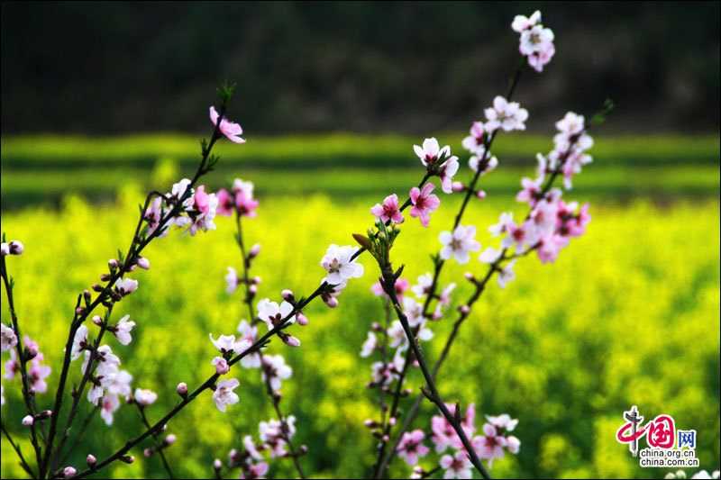Сезон цветущих рапсов в городе Уюань