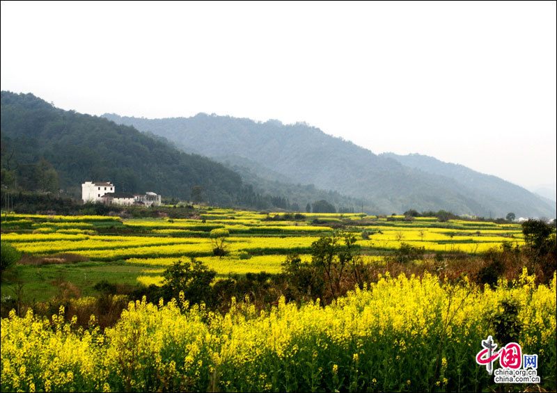 Сезон цветущих рапсов в городе Уюань
