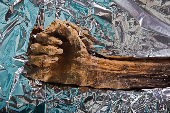 Секрет о мумии, хранившейся во льдах Альпийских гор в течение 5000 лет