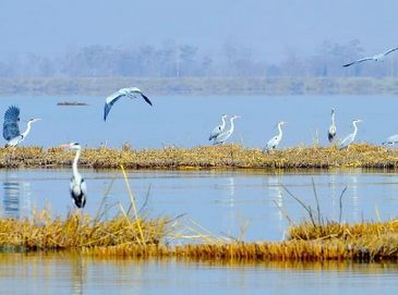 Свободные птицы в пейзажном районе Шаху