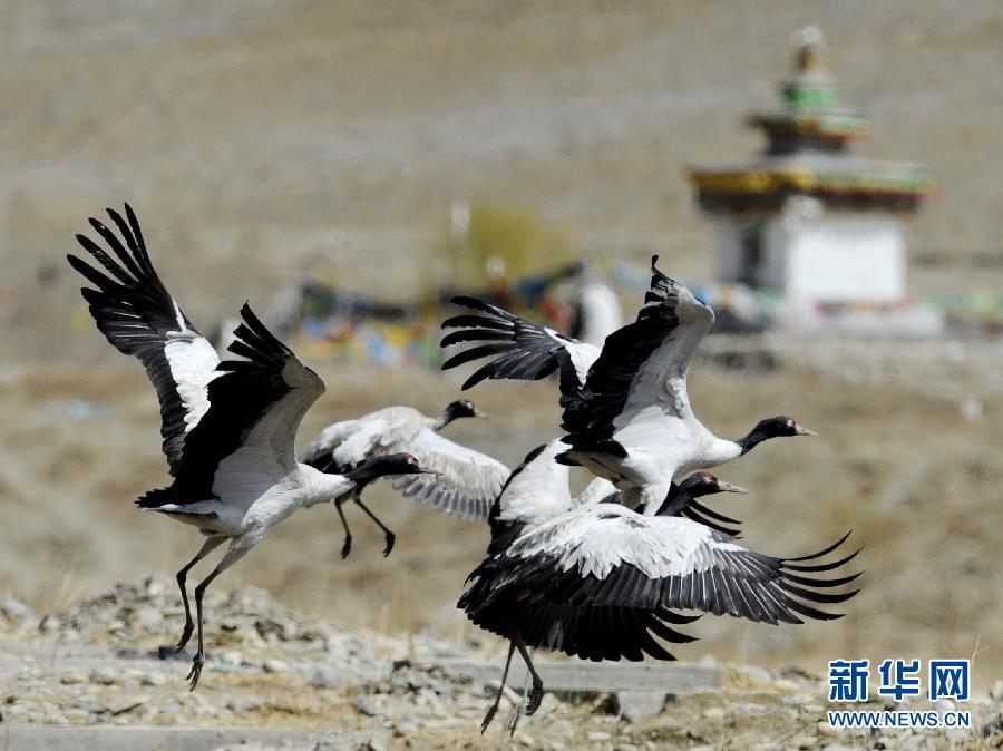Танцующие черношейные краны на нагорье в Тибете