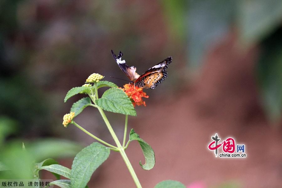 Самый большой в Азии парк бабочек