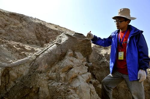 В Синьцзяне обнаружена самая крупная в Китае окаменелость динозавра юрского периода 2