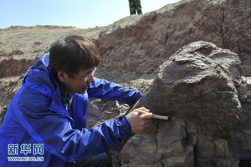 В Синьцзяне обнаружена самая крупная в Китае окаменелость динозавра юрского периода 3