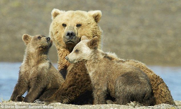 Редкие моменты нежности у диких животных