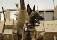 Солдаты и их собаки