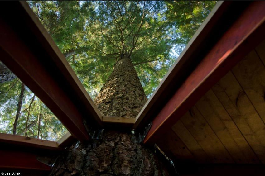 Канадец построил дом в форме яйца на дереве из-за нехватки денег для покупки квартиры