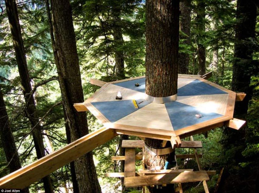 Канадец построил дом в форме яйца на дереве из-за нехватки денег для покупки квартиры