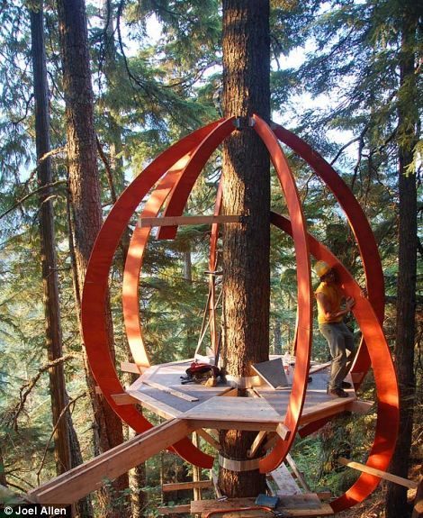 Канадец построил дом в форме яйца на дереве из-за нехватки денег для покупки квартиры