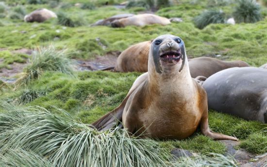 Милые дикие животные в объективах российского фотографа Sergei Kokinskiy