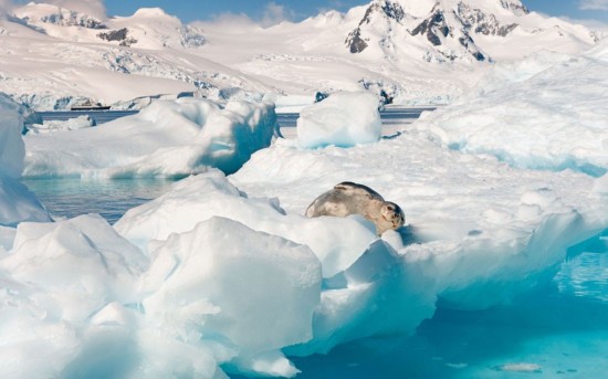 Милые дикие животные в объективах российского фотографа Sergei Kokinskiy