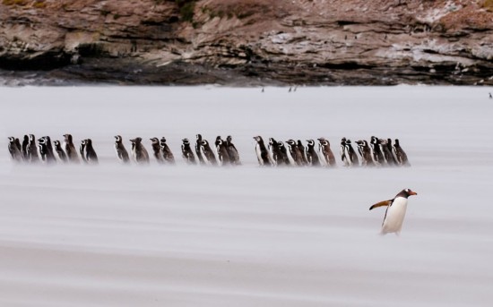 Милые дикие животные в объективах российского фотографа Sergei Kokinskiy