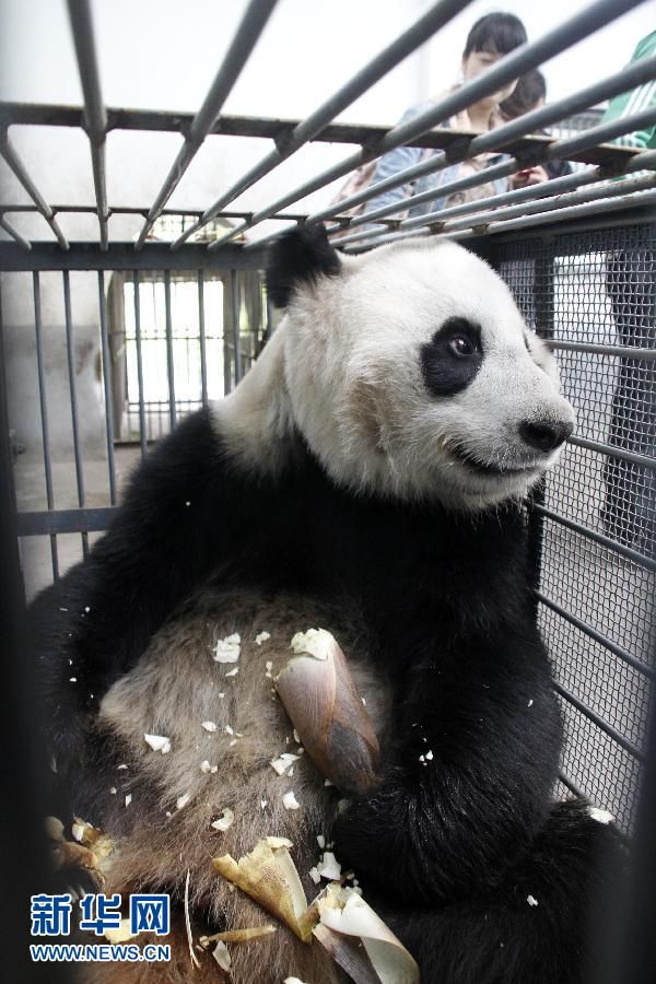 Олимпийские панды вернулись на Родину для женитьбы
