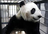 Олимпийские панды вернулись на Родину для женитьбы