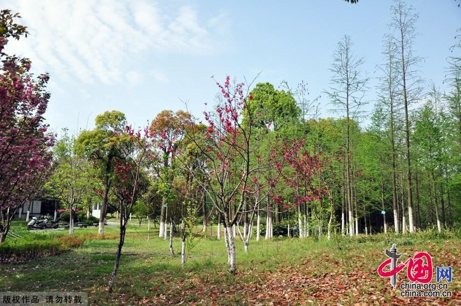  Весенние пейзажи парка «Юеху» в г. Ухань