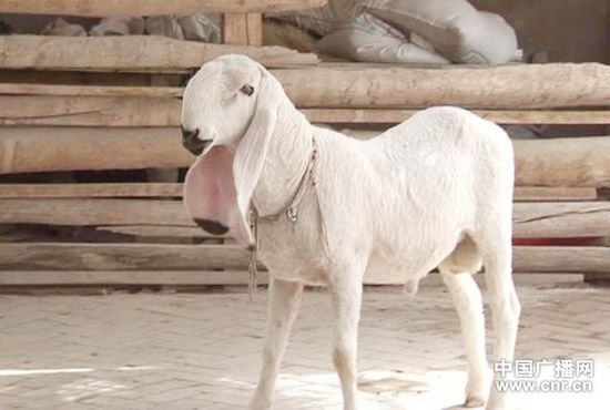 12 млн. юаней! Самая дорогая овца в СУАР 