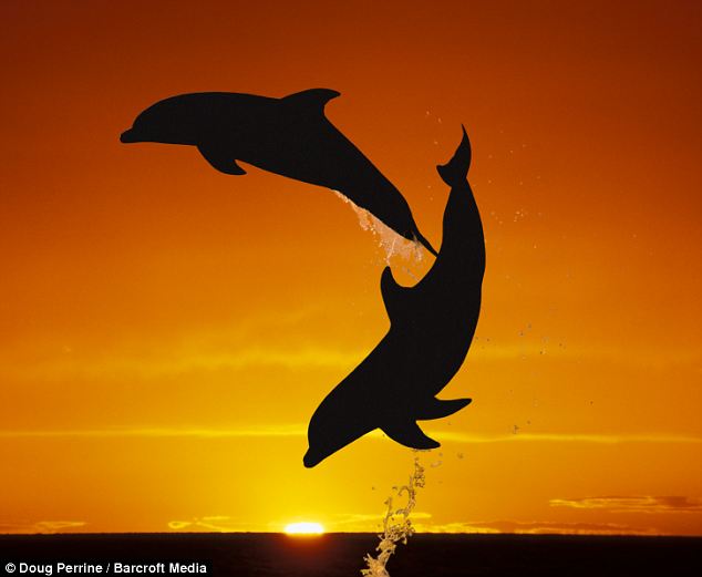 По сообщению британской газеты «Daily mail», 59-летний американский фотограф Даг Перрин на Багамских островах сделал картинку с высоким прыжком дельфина над водой, что образует изящную фигуру. 