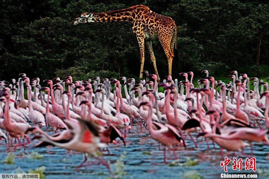 Массовое переселение фламинго в Кении