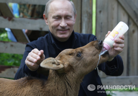 С участием в жизни географического общества косвенно связано и еще одно амплуа Владимира Путина – защита животных. 