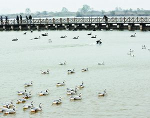 Более 10 тыс. птиц поселились в экологической пейзажной зоне «Устье реки Хуанхэ»