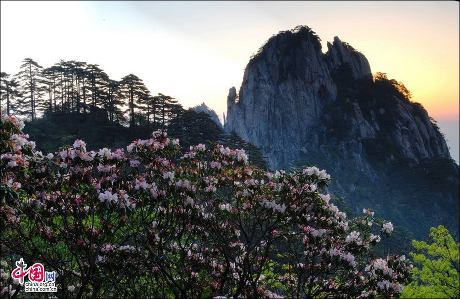 Расцветающие цветы в горах Хуаншань
