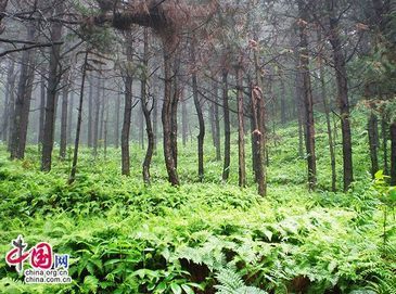 Пейзажный туманный лес в горах Дабешань
