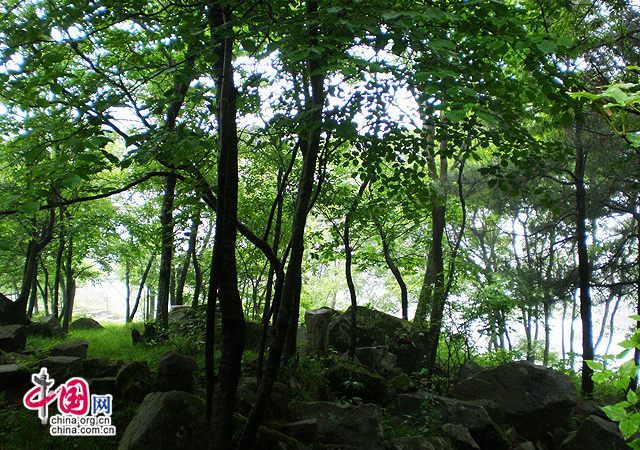 Пейзажный туманный лес в горах Дабешань