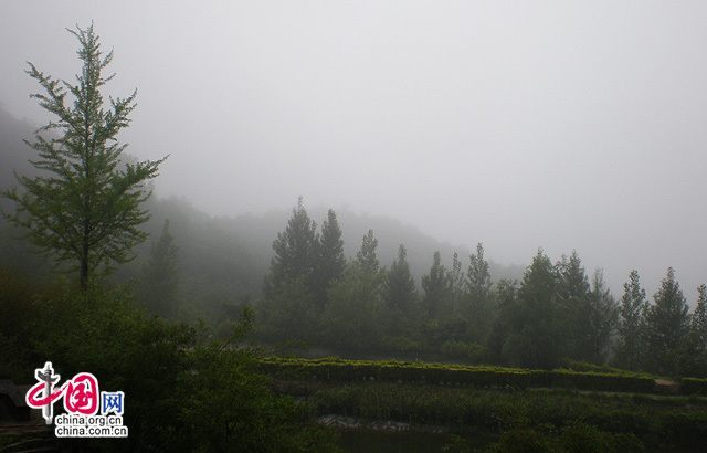 Пейзажный туманный лес в горах Дабешань