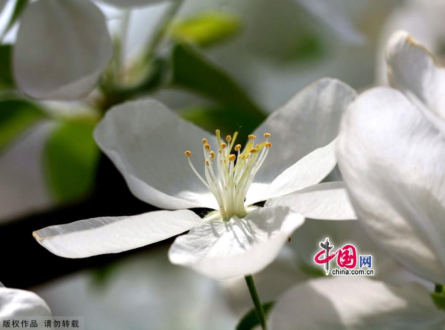 Красивые цветы в парке городской стены столицы династии Юань