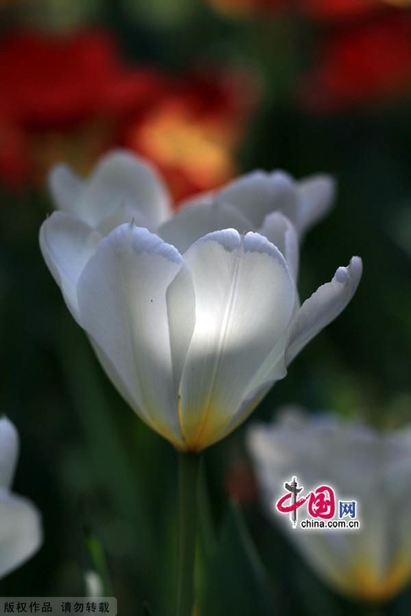 Очаровательные тюльпаны в пекинском парке Чжуншань