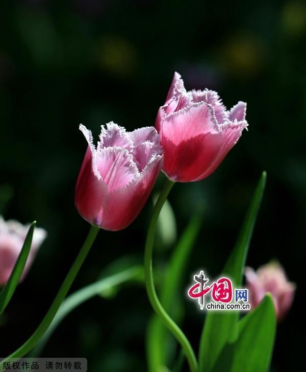Очаровательные тюльпаны в пекинском парке Чжуншань