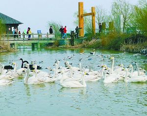 Редкие птицы экологическо-туристической зоны в устье реки Хуанхэ Дунъина встречают посетителей