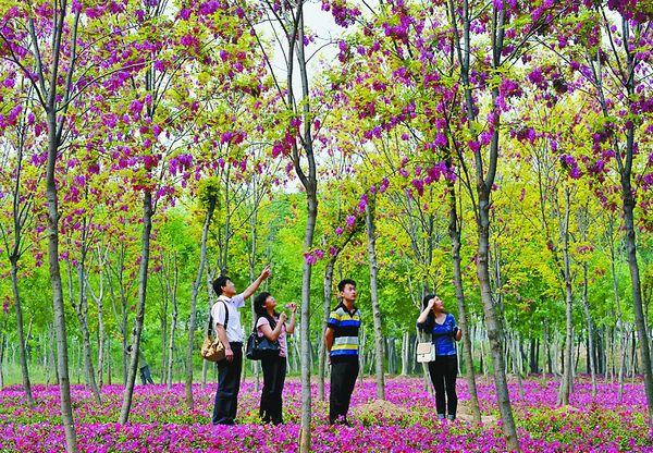 Аромат цветующих кассий очаровывает туристов