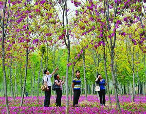 Аромат цветующих кассий очаровывает туристов