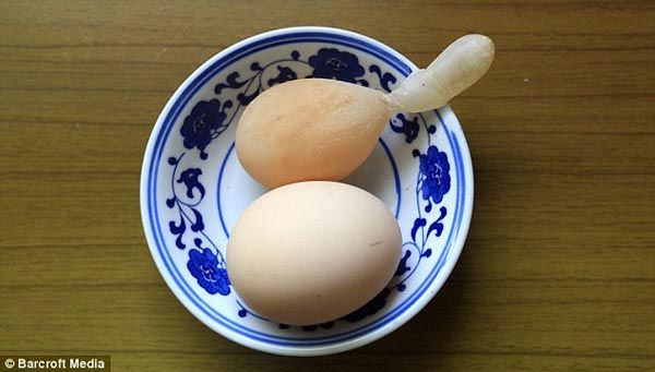 Куриное яйцо с длинным хвостом обнаружено в провинции Цзянси 