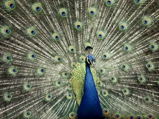 Лучшие фото от «National Geographic» - Синий цвет в жизни 8