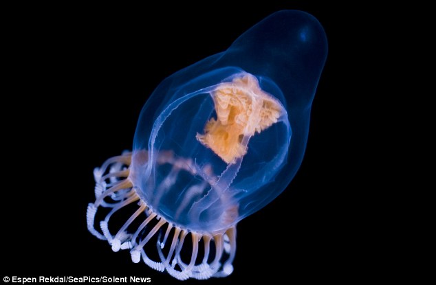 Уникальная красота! Редкие фотографии медузы в глубоком море Норвегии1