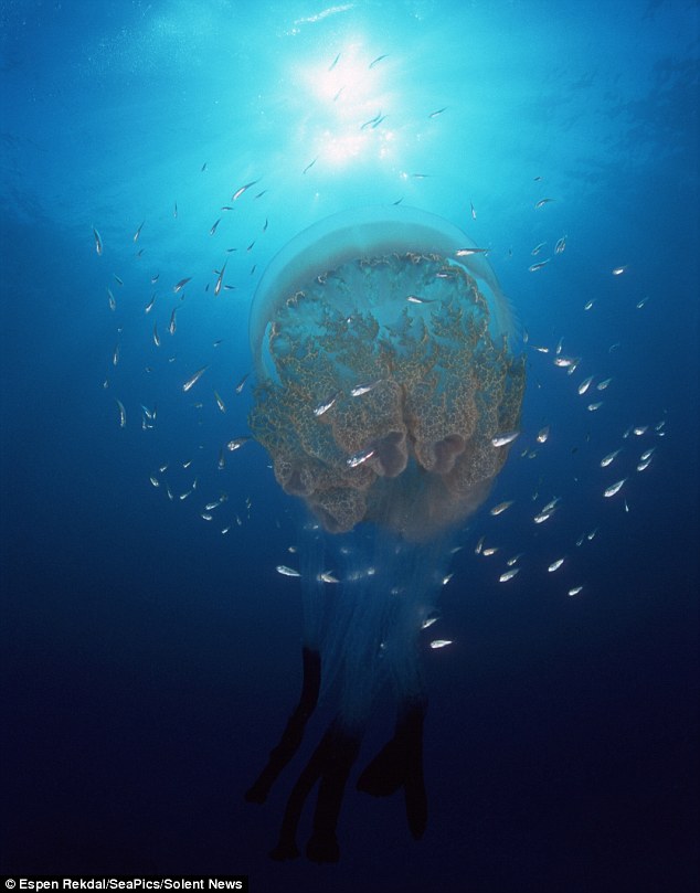 Уникальная красота! Редкие фотографии медузы в глубоком море Норвегии2