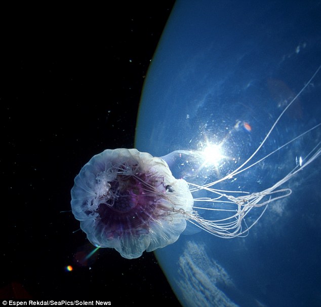 Уникальная красота! Редкие фотографии медузы в глубоком море Норвегии3