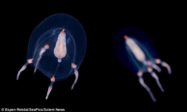 Уникальная красота! Редкие фотографии медузы в глубоком море Норвегии4