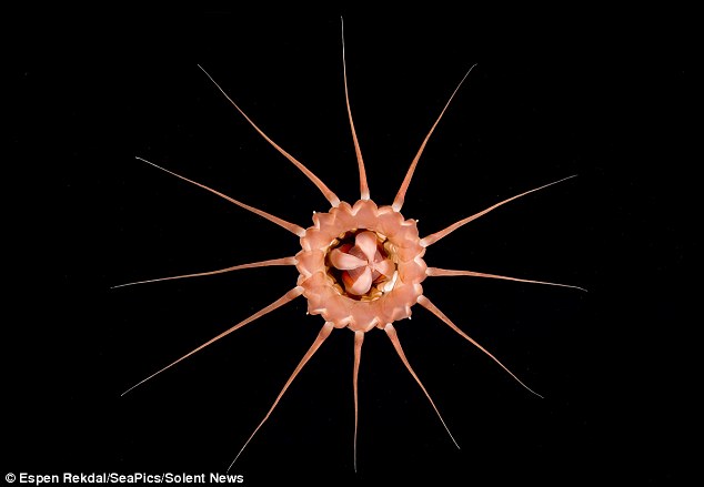 Уникальная красота! Редкие фотографии медузы в глубоком море Норвегии5