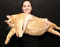 Самая толстая кошка – 15 кг.