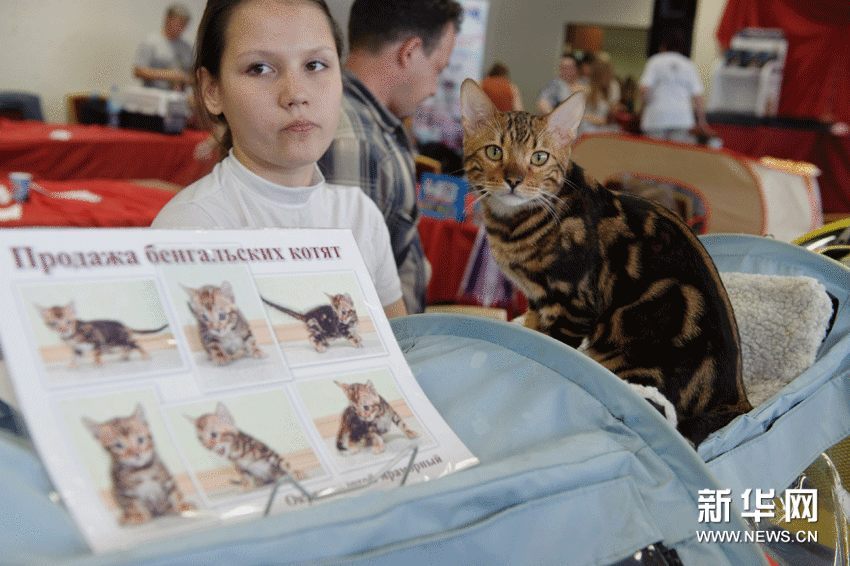 В городе Казань России прошла Выставка кошек
