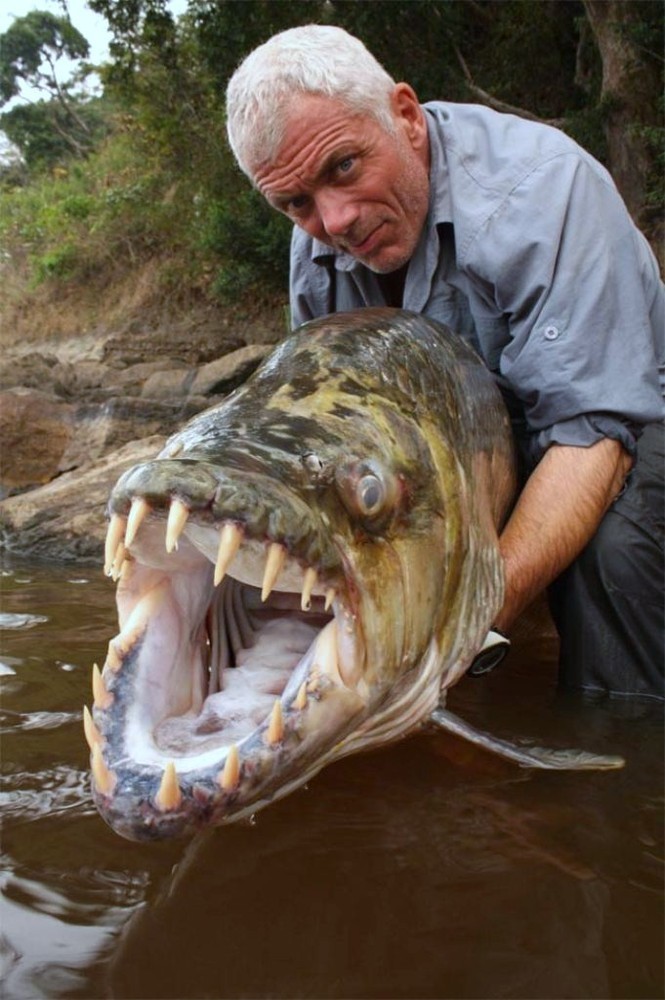 Удивительные рыбы-монстры Амазонки1