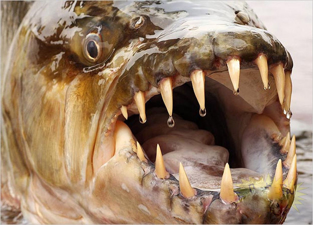 Удивительные рыбы-монстры Амазонки7