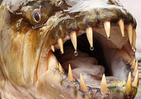 Удивительные рыбы-монстры Амазонки
